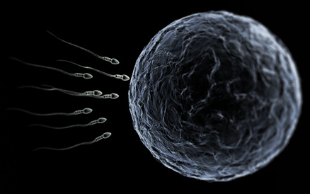 Spermatozoa and Ovum